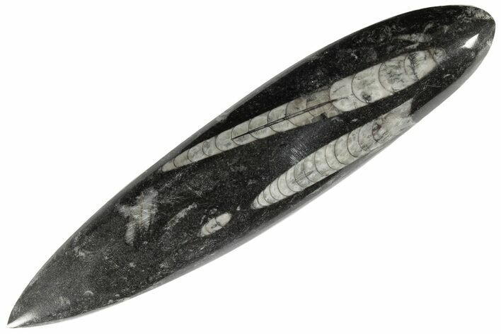Polished Fossil Orthoceras (Cephalopod) - Morocco #182103